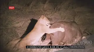 African lion pride takedown buffalo at NIGHT