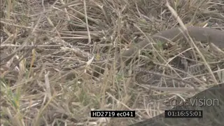 Mozambique Spitting Cobra crawling through grass HA MS PAN