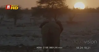 African male Elephant standing, looking around and defecating.