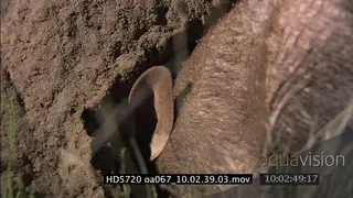Aardvark digging into Termite mound NIGHT