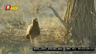 Tawny eagle flying while gliding, searching and looking around.