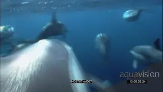 Common Dolphin pod porpoising UW AW SLOWMO