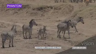 Zebra herds and foal standing walking eland standing in background LS PAN SLOWMO