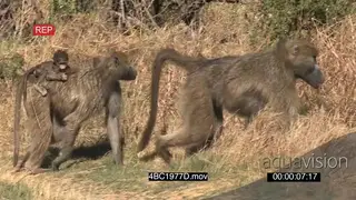 Male and female Chacma baboon walking female with baby on back