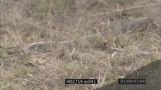 Mozambique Spitting Cobra crawling through grass ZI MLS PAN