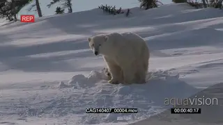 Polar Bear female with young cub cautiously emerging out of winter den scouting around.