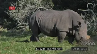 White Rhino grazing on grassland GREEN PROFILE 4K