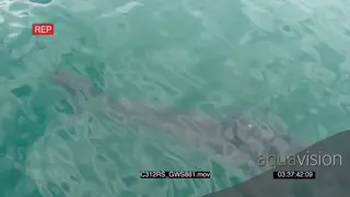 Great white shark hunting swimming past TOPSIDE GOOD LIGHT