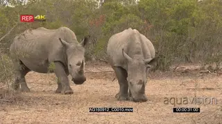 Two Male White Rhinos Grazing in the Woodlands GENERAL BEHAVIOUR