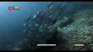 Close up shot of a large school of Blue maomao swimming in right in front of the camera.
