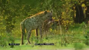 Spotted Hyena with piece of meat walking into the bush