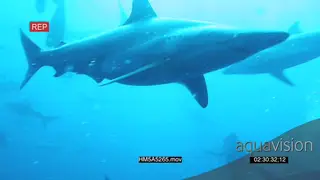 Blacktip Sharks UW passing camera and divers filming WS PAN HAND