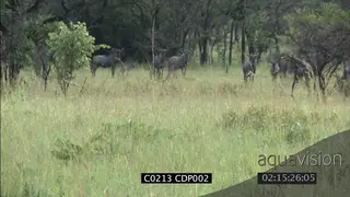 Lioness and Male Lion stalking hunting herd of Wildebeest MS