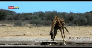 Giraffe drinking water