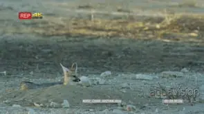 Cape fox lying down yawning