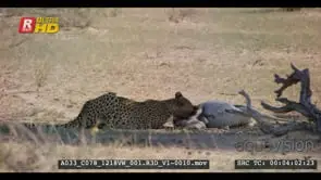 Cheetah eating springbok kill its face deep inside the hind leg of the carcass