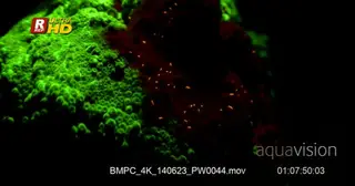 Night shot of fluorescent Hard coral, MCU.
