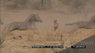 African Lioness stalk chase zebra herd with foal NO TAKEDOWN MWS WP