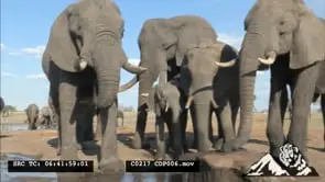 African Elephant Herd walking to the water hole.