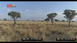 Low Aerial Drone of Savannah grassland