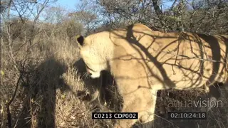 POV of two sub adult male Lions walking in woodland XCU