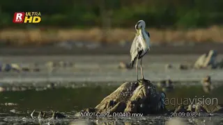 Grey heron standing, preening itself and looking around.
