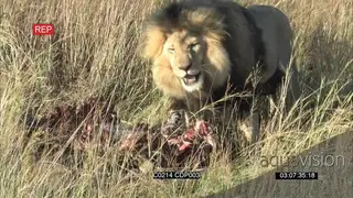African Male Lion feeding on zebra carcass MS