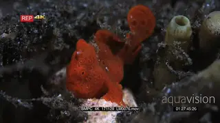Macro cutaway shot of a tiny juvenile orange painted frogfish, Antennarius pictus…