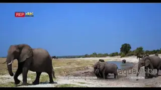 Elephant herd including juveniles at waterhole spraying themselves with mud