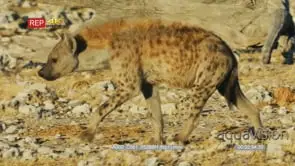 Spotted Hyena walking through a dry rocky landscape near a watering hole