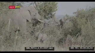 African elephant foraging, feeding, pulling, braking, trees, shrubs, vegetation, with calf.