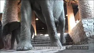 African elephants exiting Mfuwe lodge reception area walking towards and across camera LA
