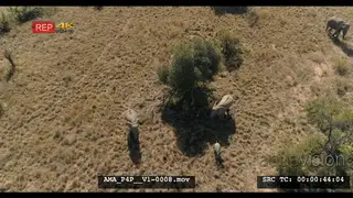 Aerial Drone African elephant herd with calves walking through bushes