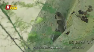 One Vervet monkey jumping over a Female with her baby.