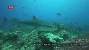 Tiger Shark swimming underwater in ocean passing by camera MLS PAN HAND