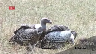 Vultures feeding on wildebeest carcass AmCam