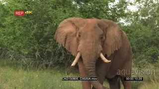 African Elephant standing on bushveld Moving looking at camera LWS ZI MCU HAND