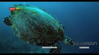 Hawksbill turtle floats down towards the reef
