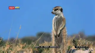 Meerkat standing and looking around MS