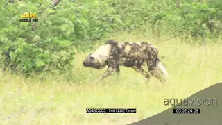 African Wild dog pack patrolling through bushes hunting ears heads lowered stalking.