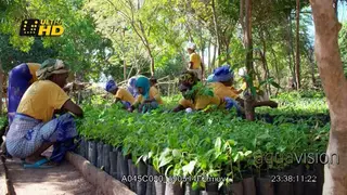 Malagasy women sort and allocate the seeds ensure good mix of species are being planted.