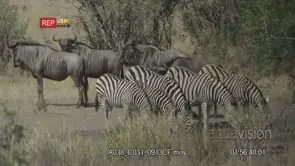 Zebra and Blue Wildebeest herds walking on bushveld and drinking from waterhole