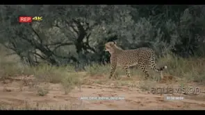 tracking shot of adult cheetah acinonyx jubatus on the look out for prey