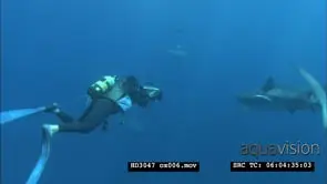 Tiger shark swimming overhead, cameramen filming sharks UW
