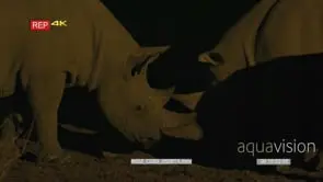 Black rhino family at night