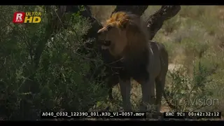 Close tracking shot of male lion smelling the ground around a tree that he had just.