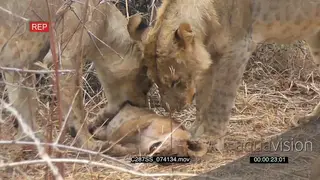 Lioness sitting and feeding on a lion cub POV