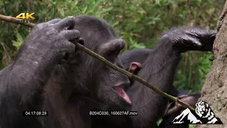 2 Chimpanzee sitting licking fingers and the stick used for the anthill.