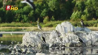 Grey heron and White-breasted cormorants landing on rocks, standing and looking around.