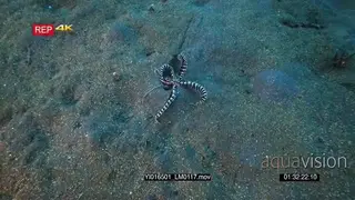 Tracking shot of a Mimic octopus, Thaumoctopus mimicus slithering along the seabed…